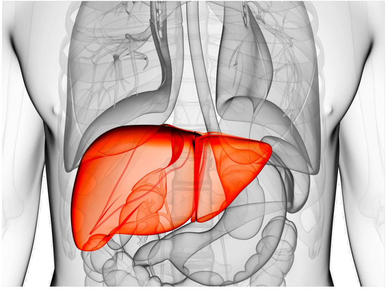 Liver- Anatomy, Functions and Conditions
